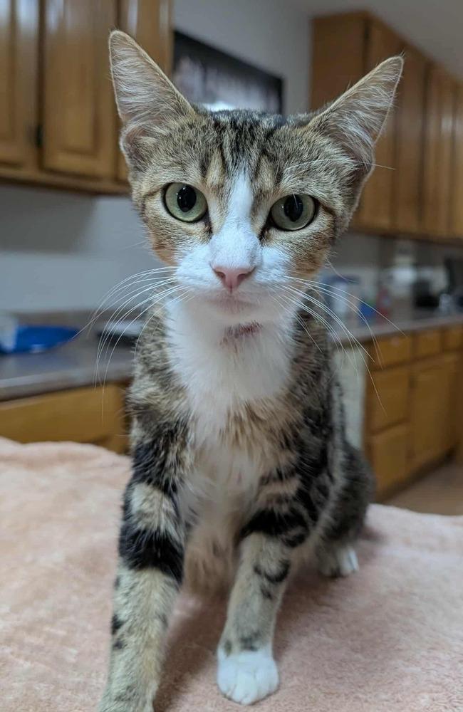 Phoebe, Adoptable, Adult Female Domestic Short Hair.