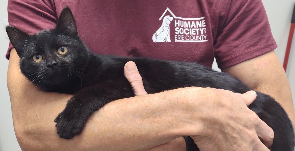 PATAT, Adoptable, Kitten Male Domestic Short Hair.