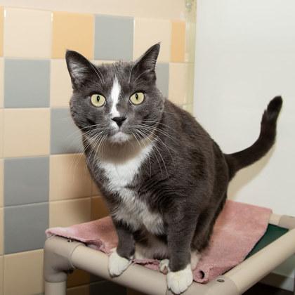 KitKat, Adoptable, Adult Male Domestic Short Hair & Domestic Short Hair.