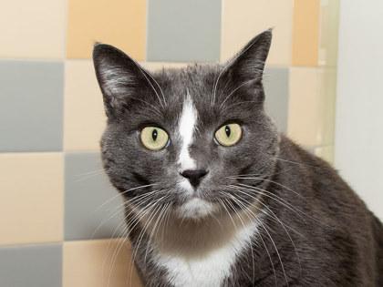 KitKat, a Adoptable mixed breed in Longmont, CO image 2/2