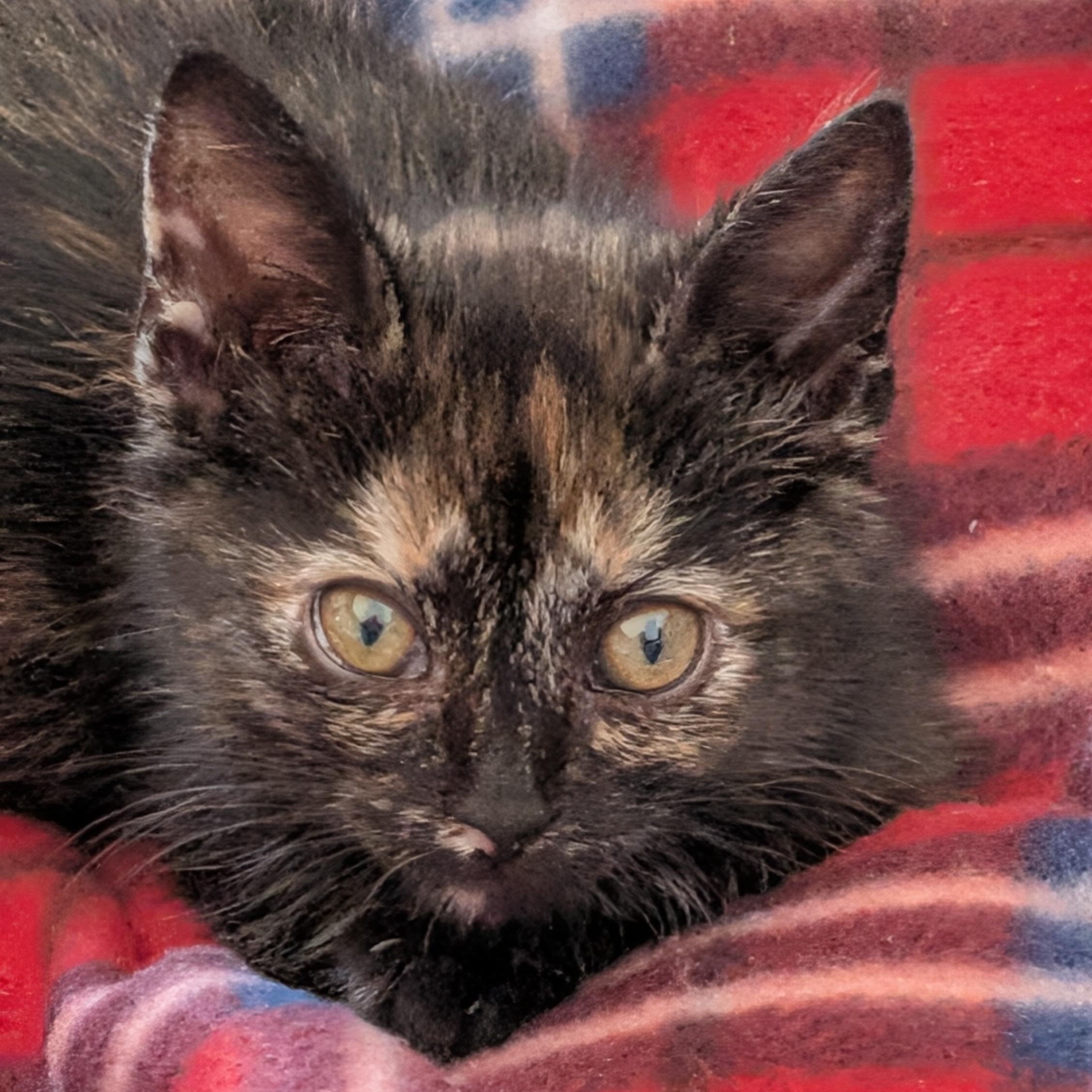 Lisa, ADOPTABLE, Kitten Female Dilute Tortoiseshell.