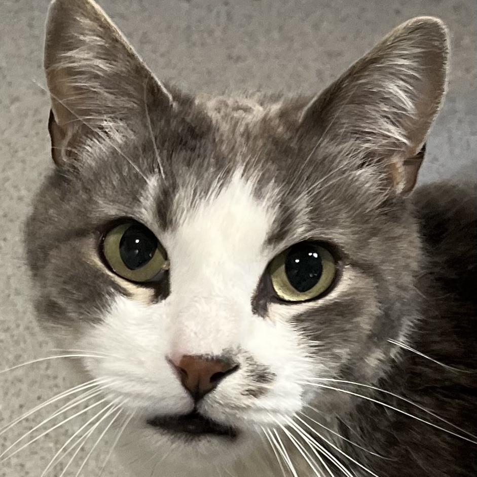 Enlarge Kevin, a Adoptable Domestic Short Hair in Murray, UT image 1/1
