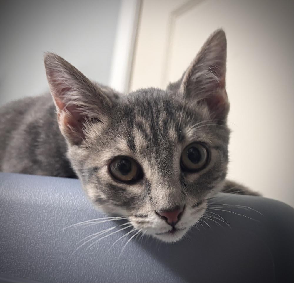 Enlarge Figgy, a Adoptable Domestic Short Hair in Omaha, NE image 1/4