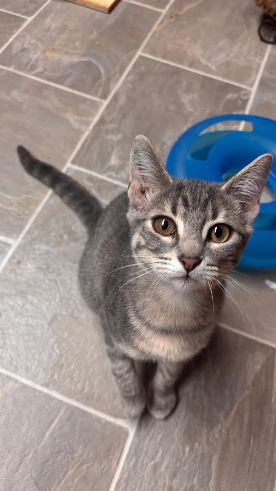 Enlarge Figgy, a Adoptable Domestic Short Hair in Omaha, NE image 2/4