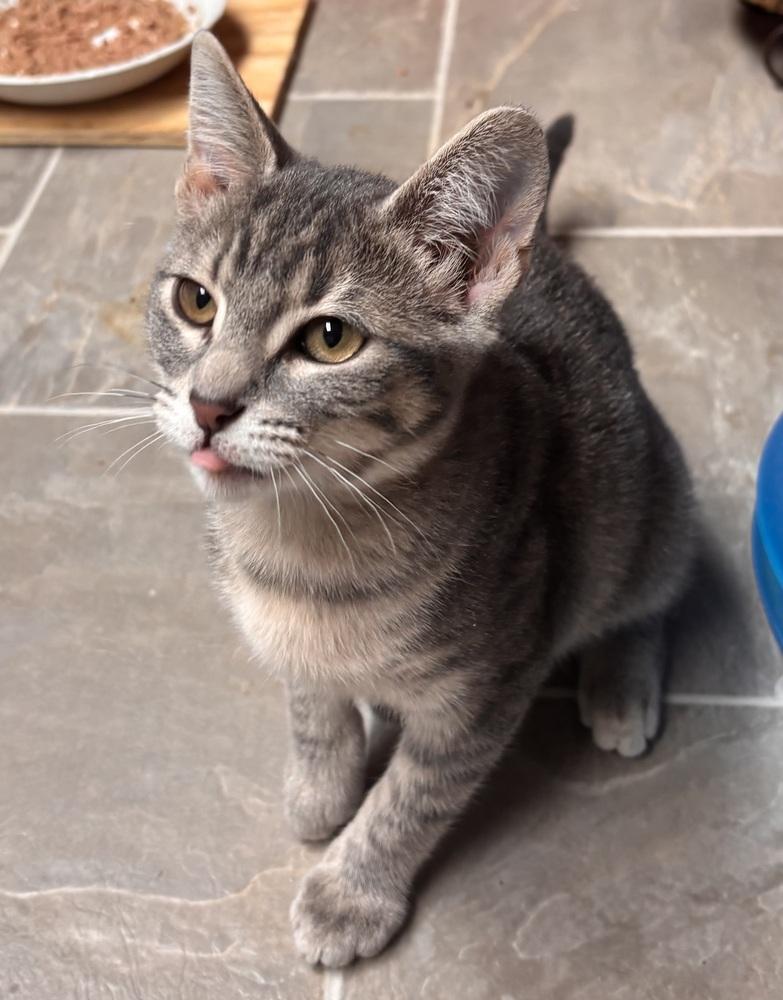 Enlarge Figgy, a Adoptable Domestic Short Hair in Omaha, NE image 3/4