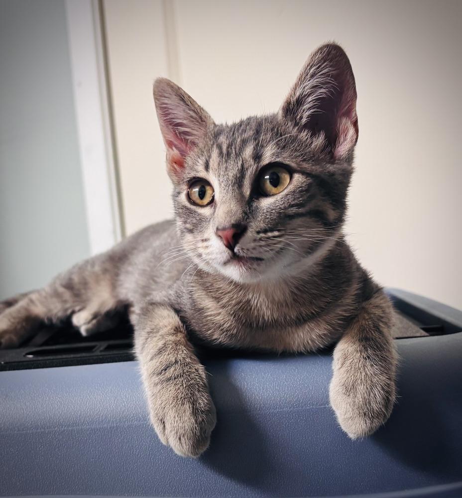 Enlarge Figgy, a Adoptable Domestic Short Hair in Omaha, NE image 4/4