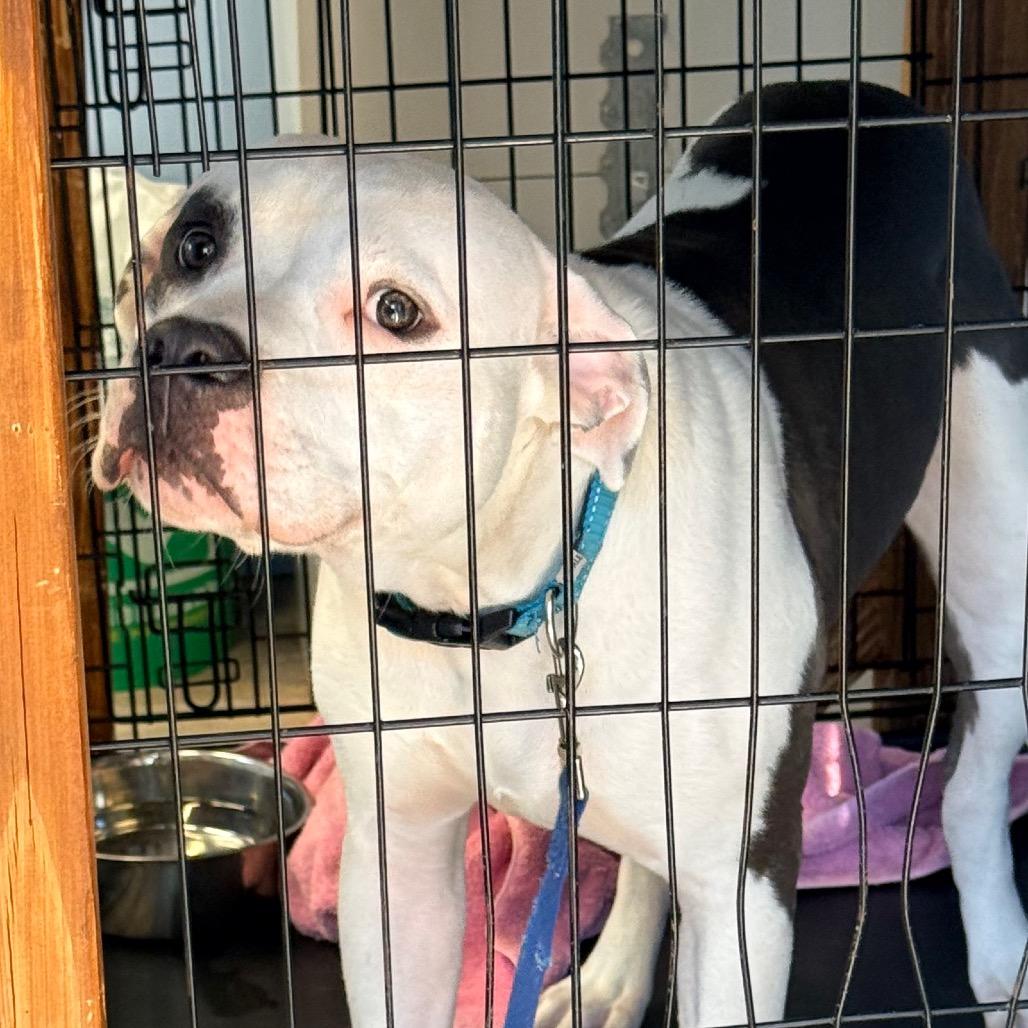 Bubbles, Adoptable, Young Male Mixed Breed.