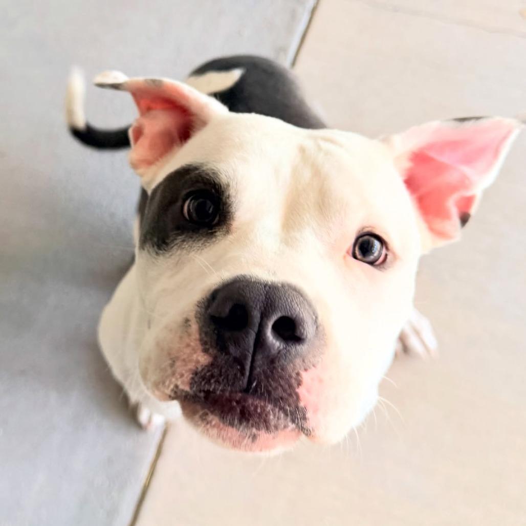 Enlarge Bubbles, a Adoptable Mixed Breed in Redwood Valley, CA image 2/5