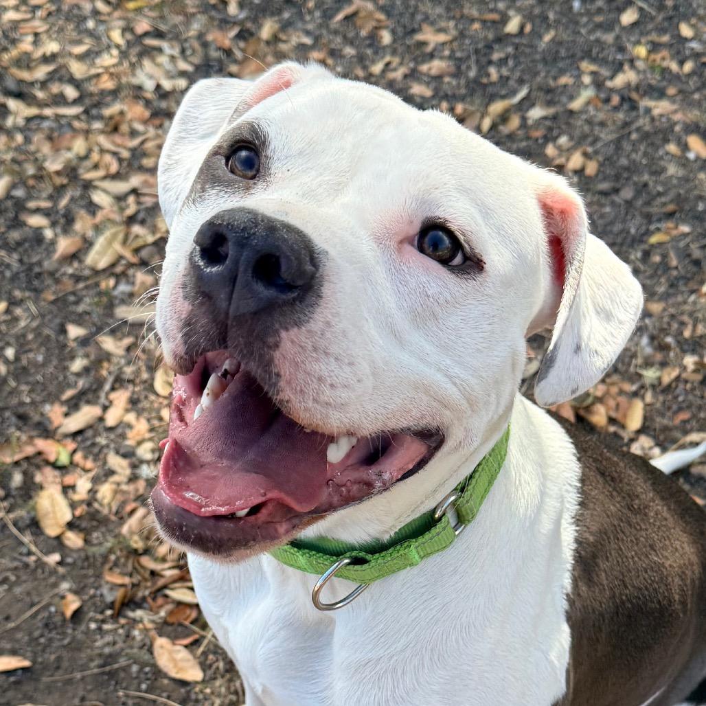 Enlarge Bubbles, a Adoptable Mixed Breed in Redwood Valley, CA image 3/5