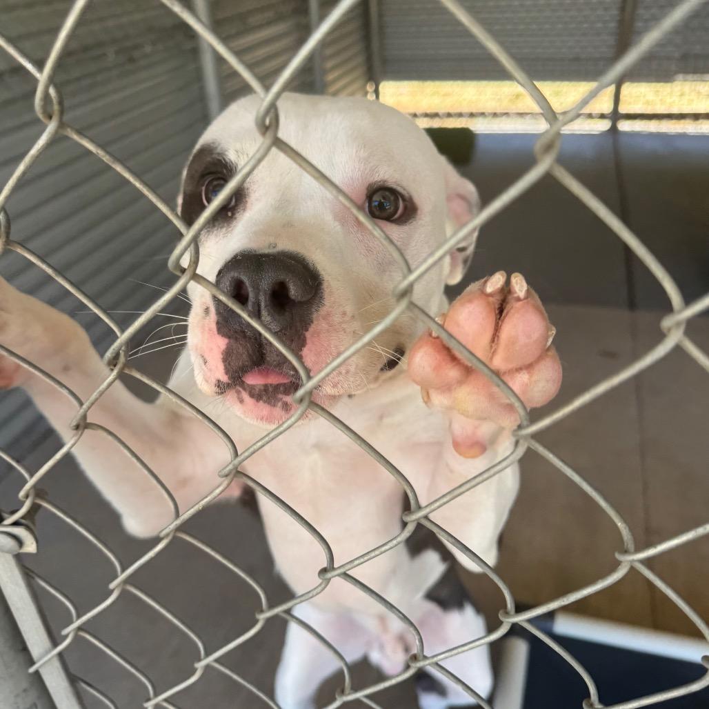 Enlarge Bubbles, a Adoptable Mixed Breed in Redwood Valley, CA image 5/5