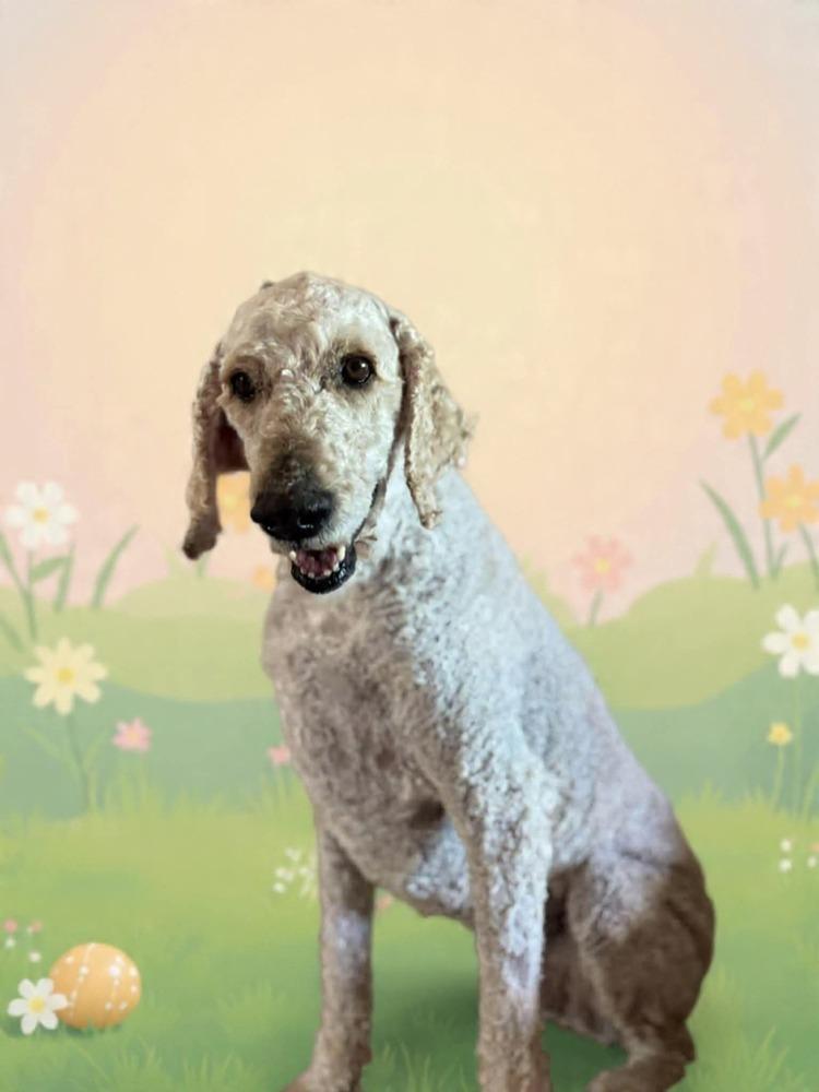 Tello, Adoptable, Adult Male Standard Poodle.