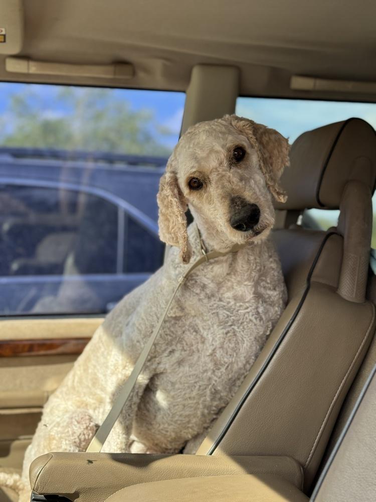 Tello, a Adoptable Standard Poodle in Tucson, AZ image 2/5