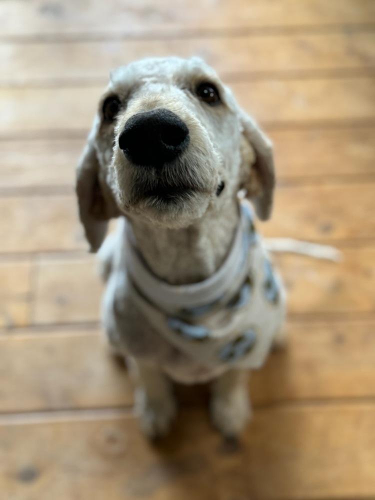 Tello, a Adoptable Standard Poodle in Tucson, AZ image 3/5