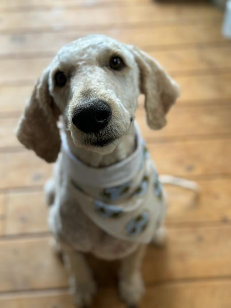 Tello, Adoptable, Adult Male Standard Poodle.