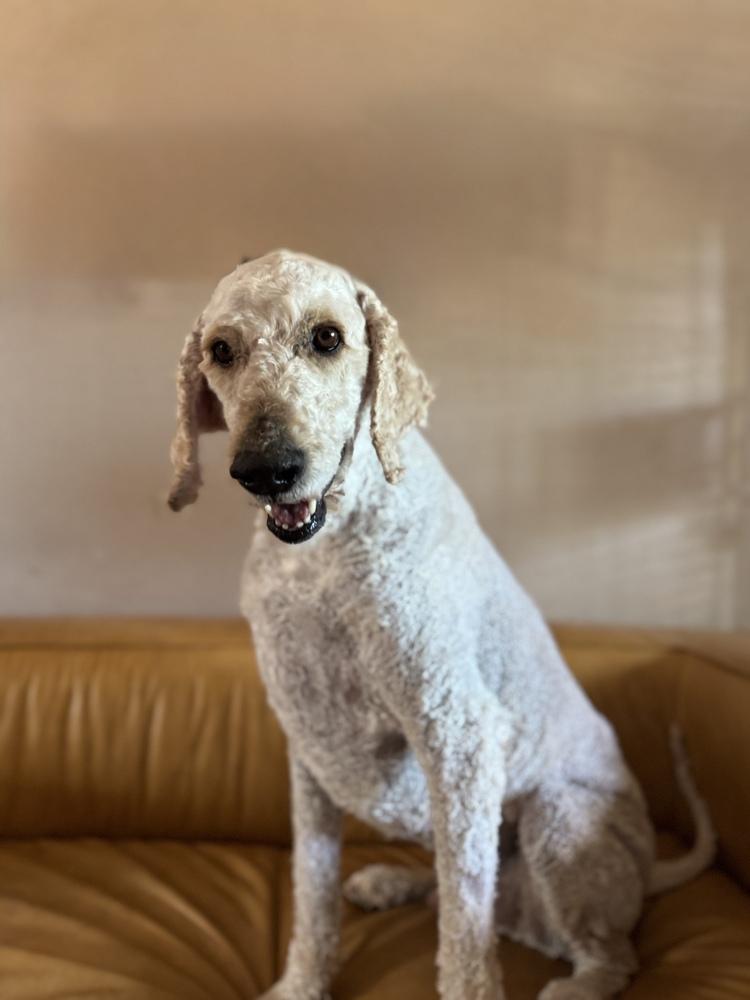 Tello, a Adoptable Standard Poodle in Tucson, AZ image 5/5