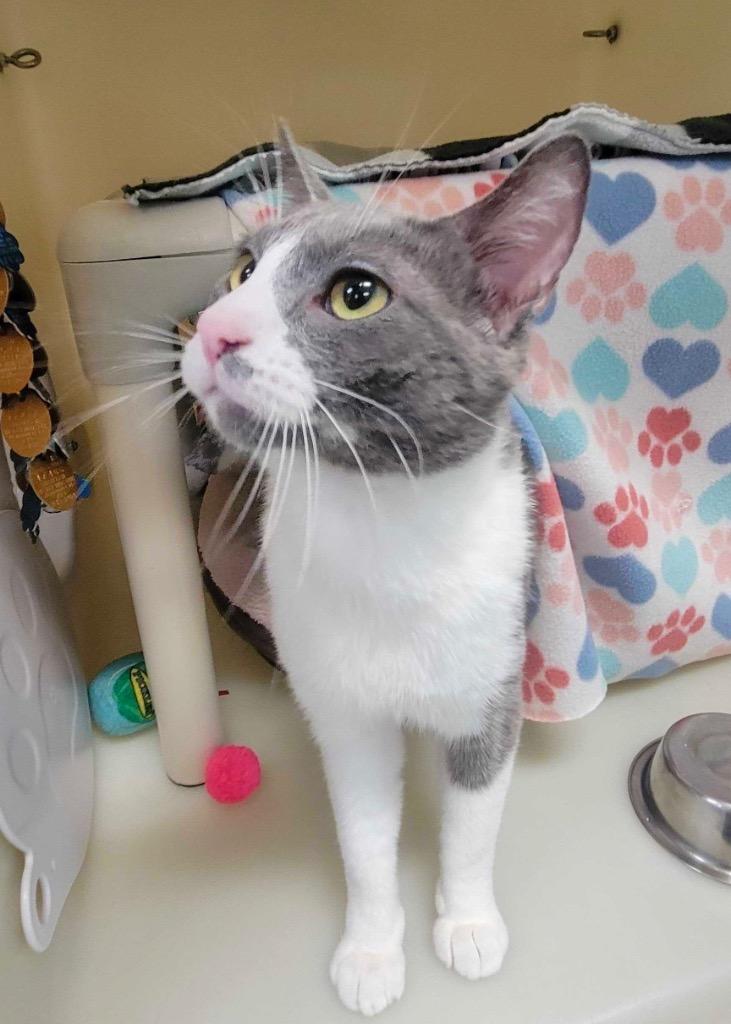 MGK, Adoptable, Young Male Domestic Short Hair.
