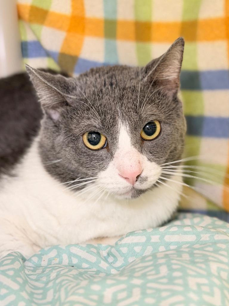 MGK, Adoptable, Young Male Domestic Short Hair.