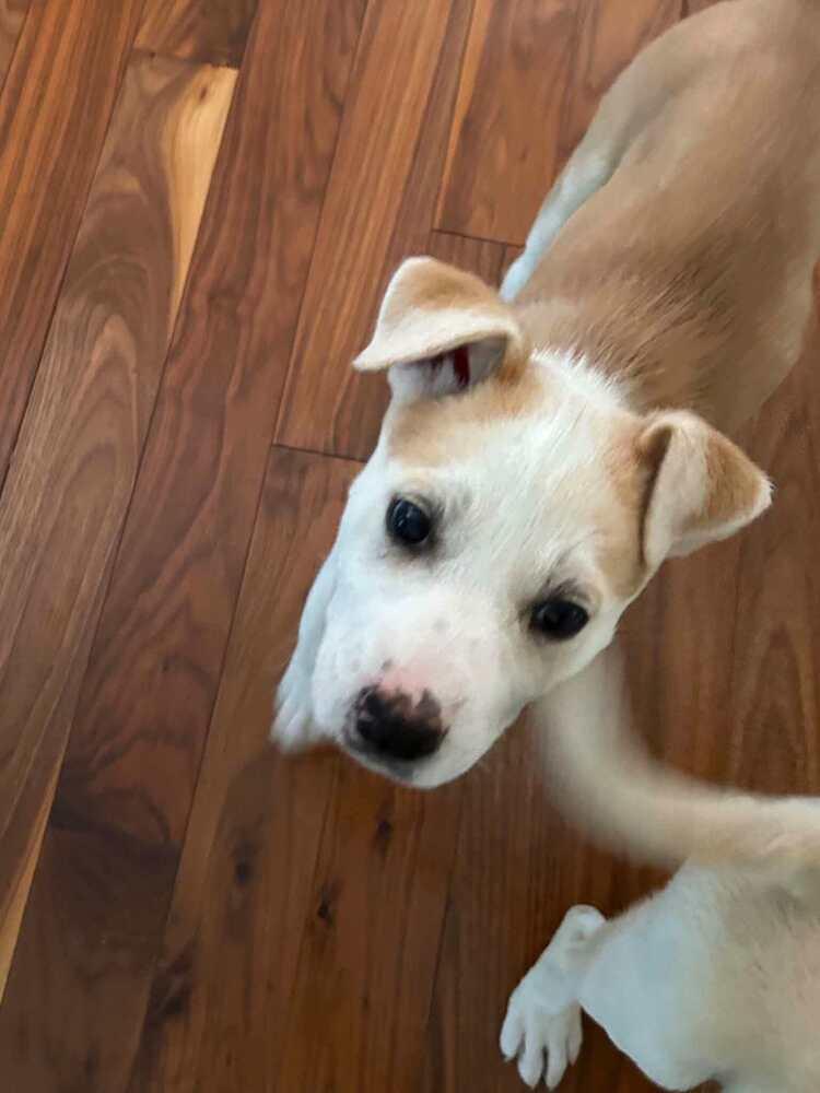 Enlarge Livia, a Adoptable mixed breed in Calgary, AB image 1/1