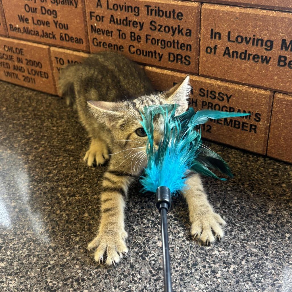 Enlarge Annie, a Adoptable Domestic Medium Hair in Waynesburg, PA image 2/6
