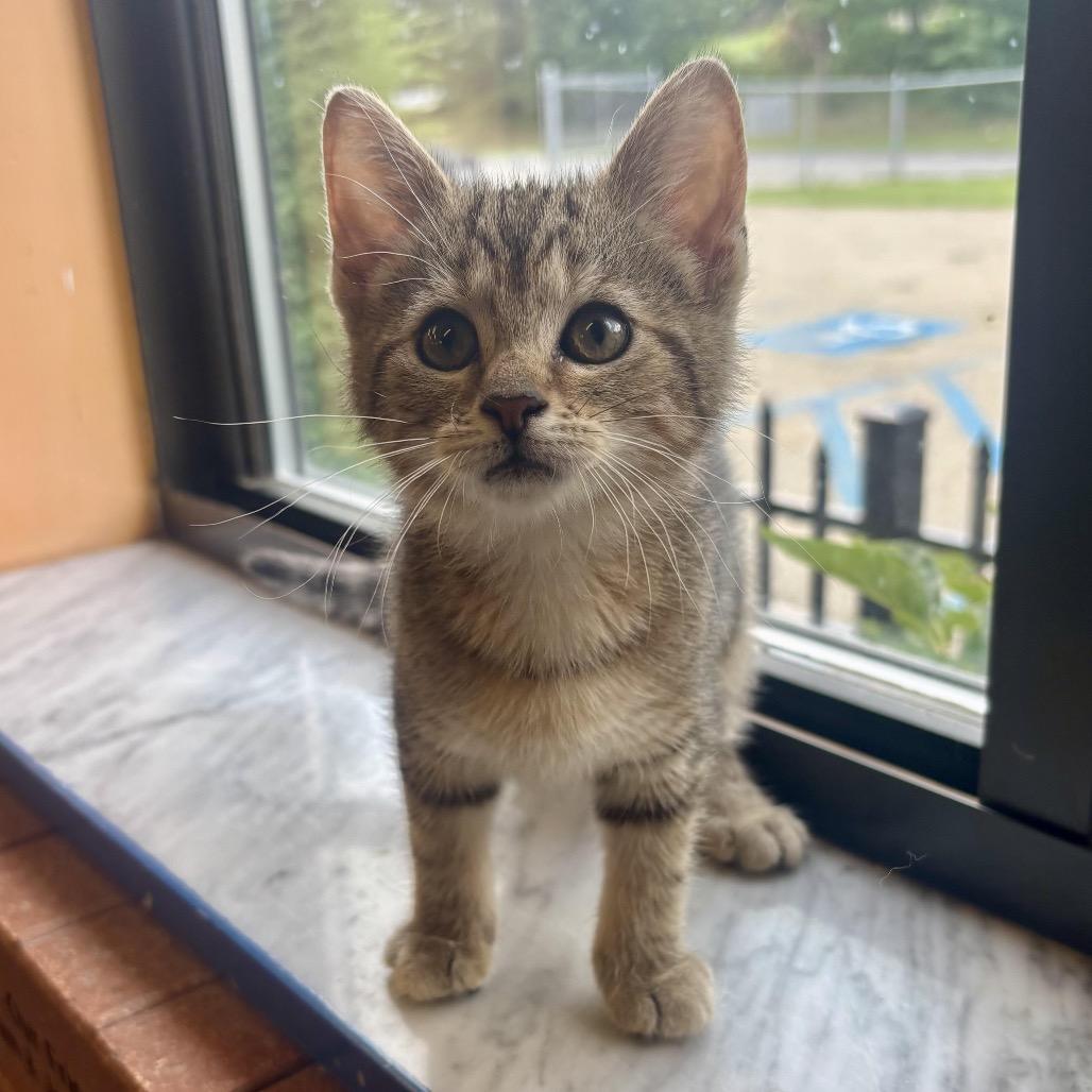 Enlarge Annie, a Adoptable Domestic Medium Hair in Waynesburg, PA image 3/6