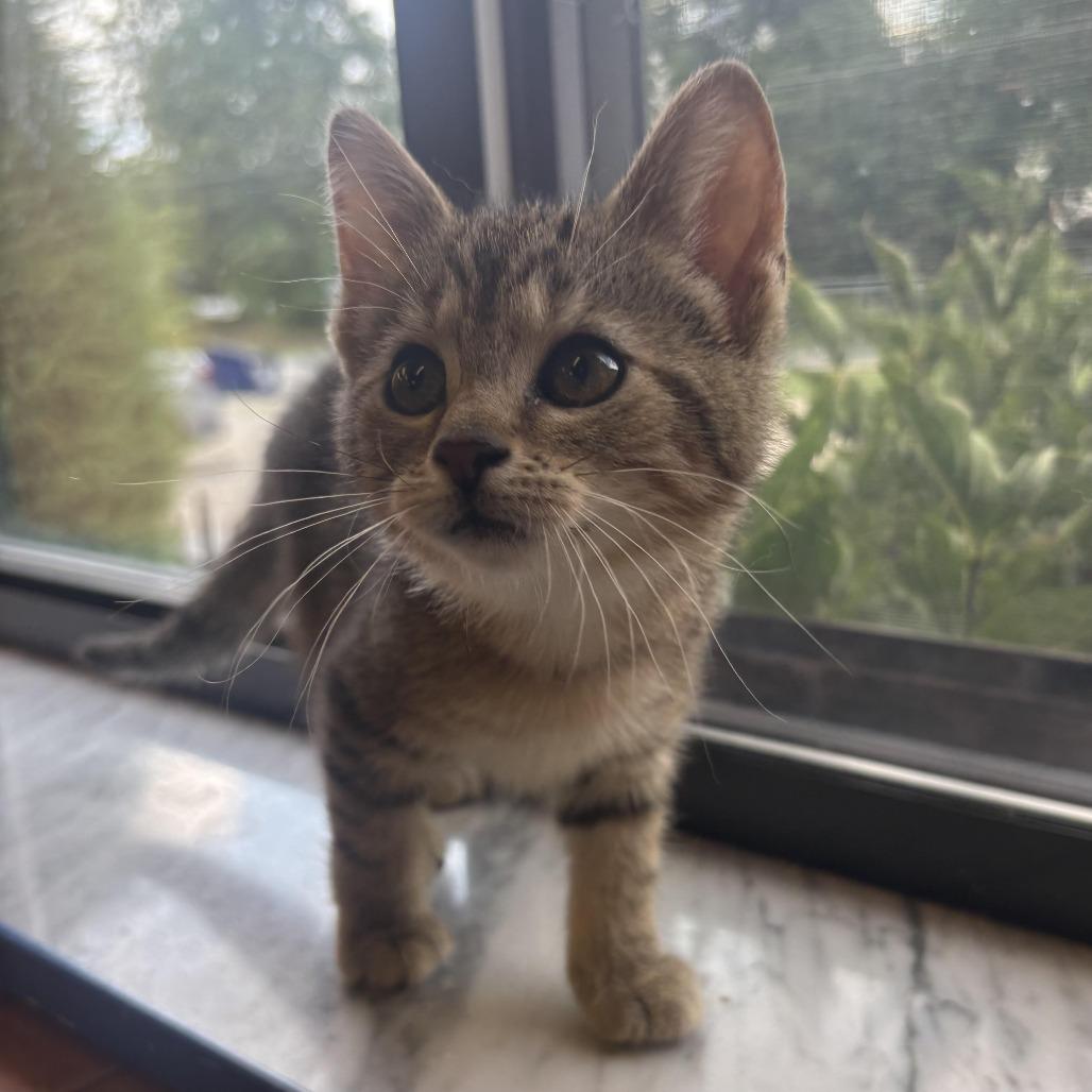 Enlarge Annie, a Adoptable Domestic Medium Hair in Waynesburg, PA image 4/6