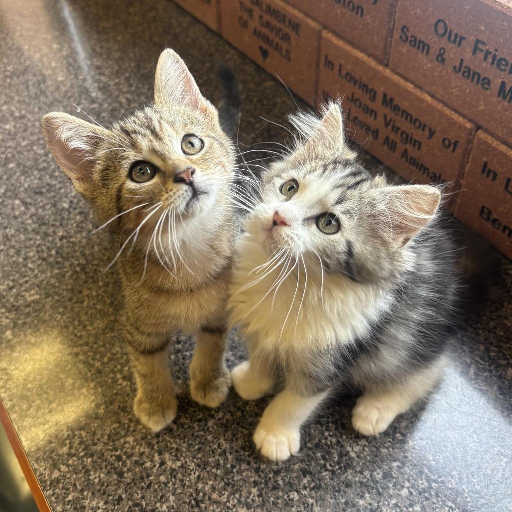 Enlarge Annie, a Adoptable Domestic Medium Hair in Waynesburg, PA image 5/6