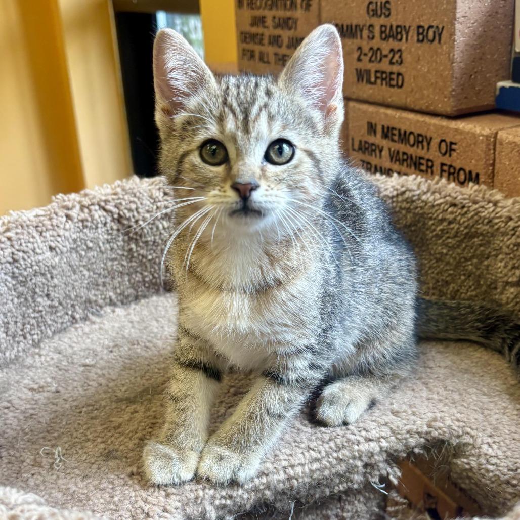 Enlarge Annie, a Adoptable Domestic Medium Hair in Waynesburg, PA image 6/6