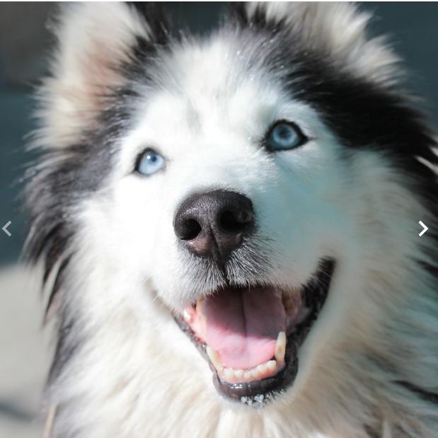 Lucky, a Adoptable mixed breed in Kensington, CA image 1/2