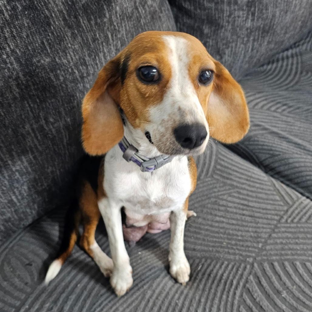Pebbles (fka Queenie), Adoptable, Adult Female Beagle.