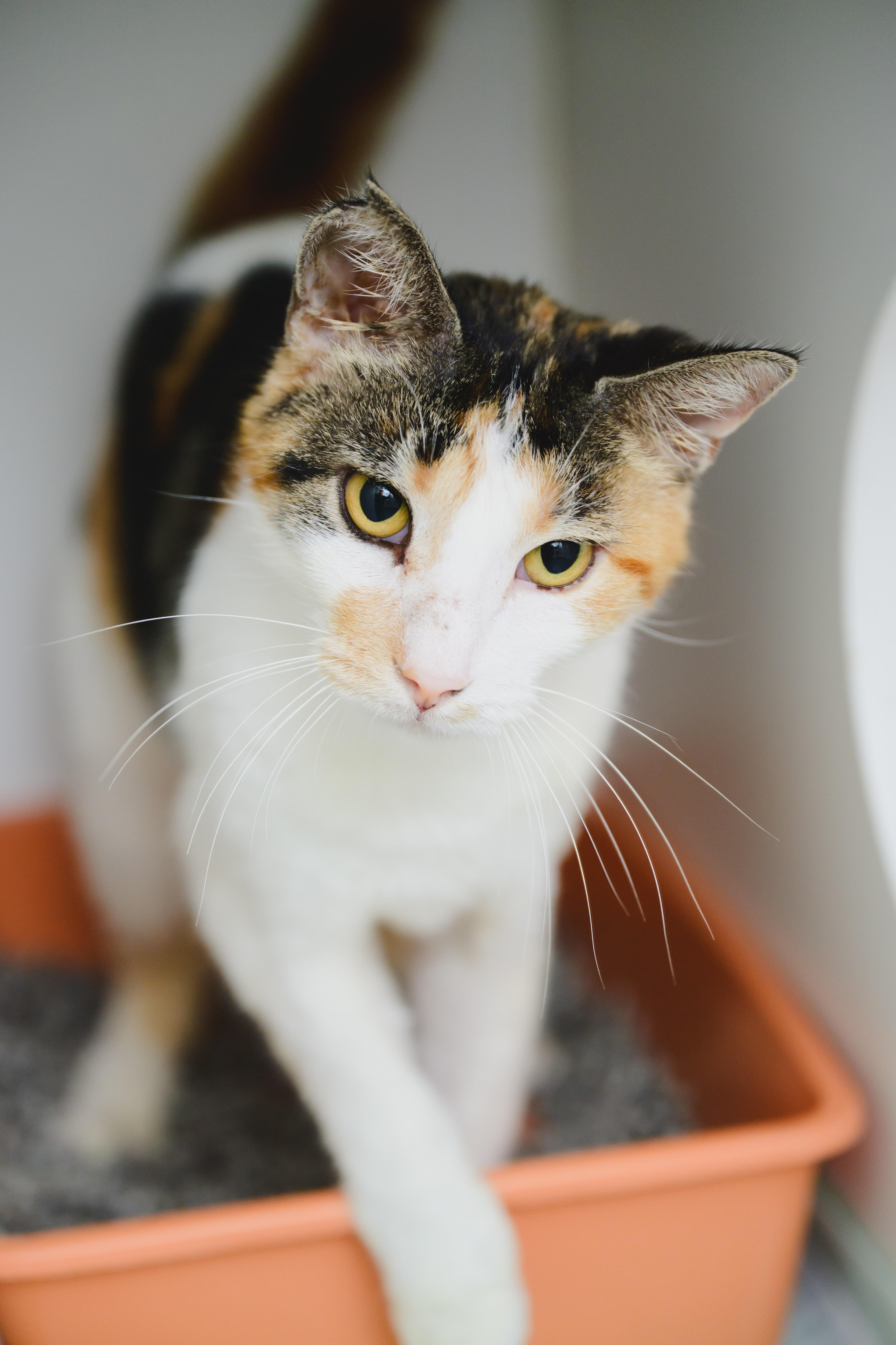 Serenity, Adoptable, Adult Female Domestic Short Hair.