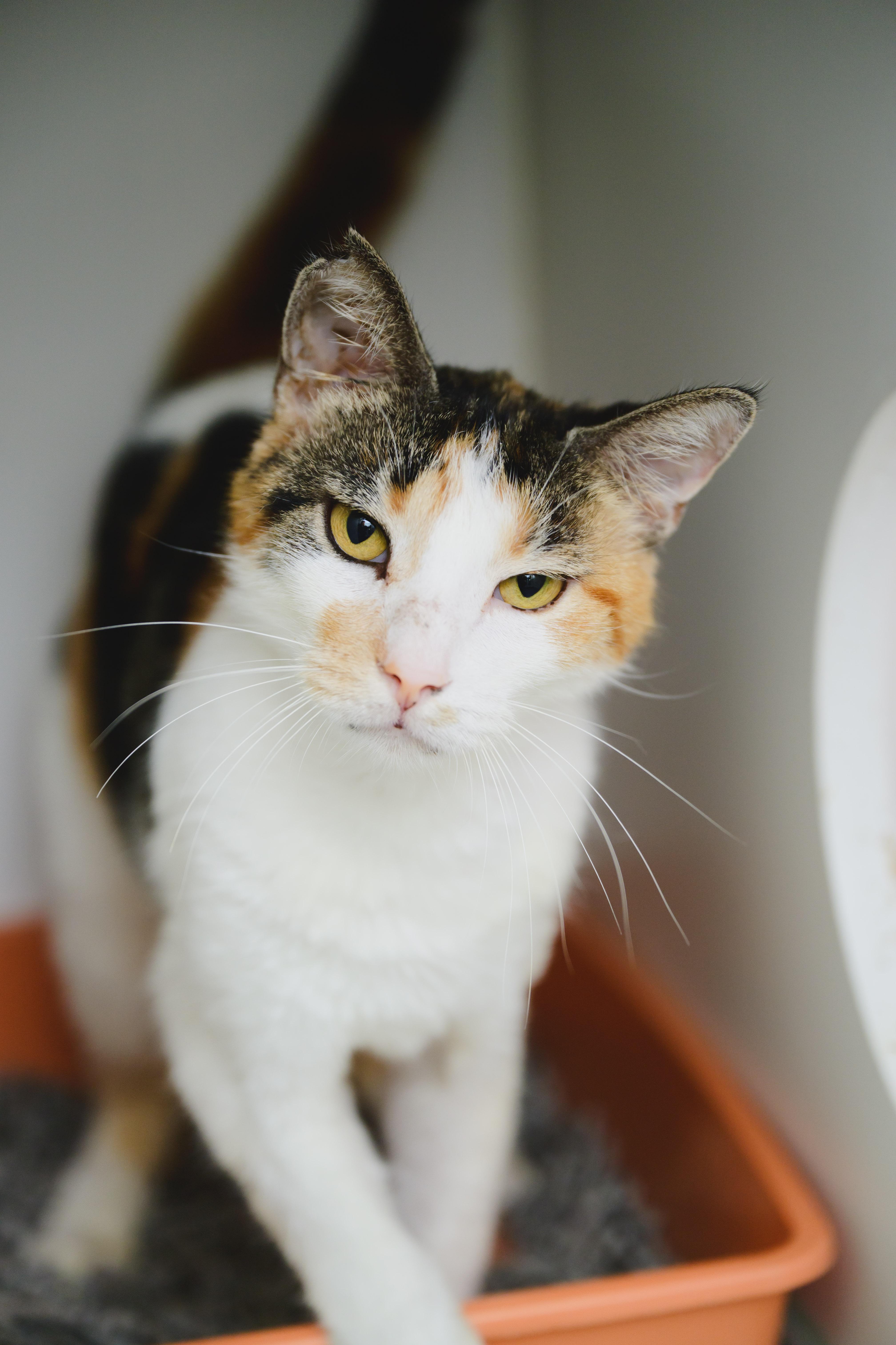 Enlarge Serenity, a Adoptable Domestic Short Hair in Honolulu, HI image 2/6