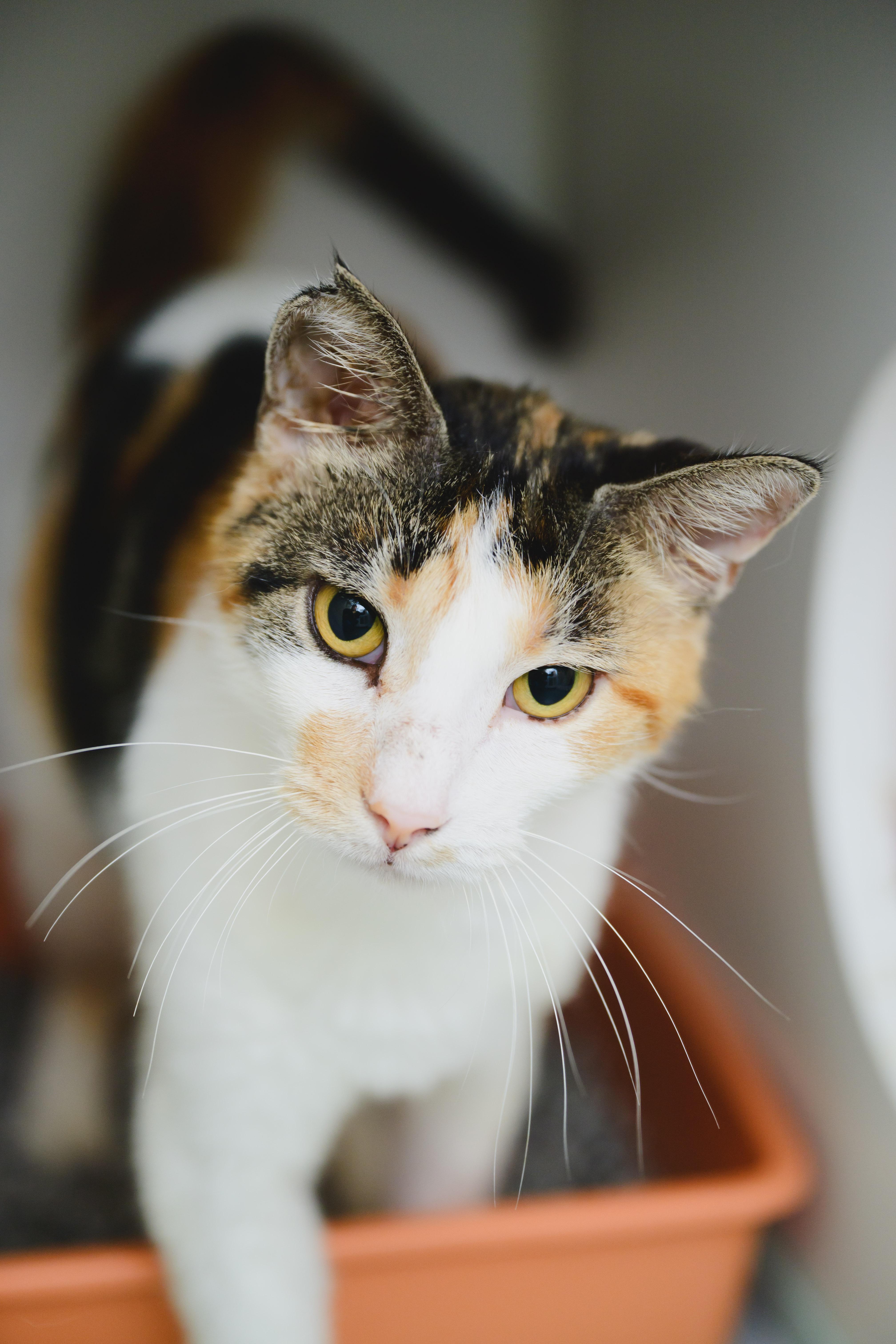 Enlarge Serenity, a Adoptable Domestic Short Hair in Honolulu, HI image 4/6