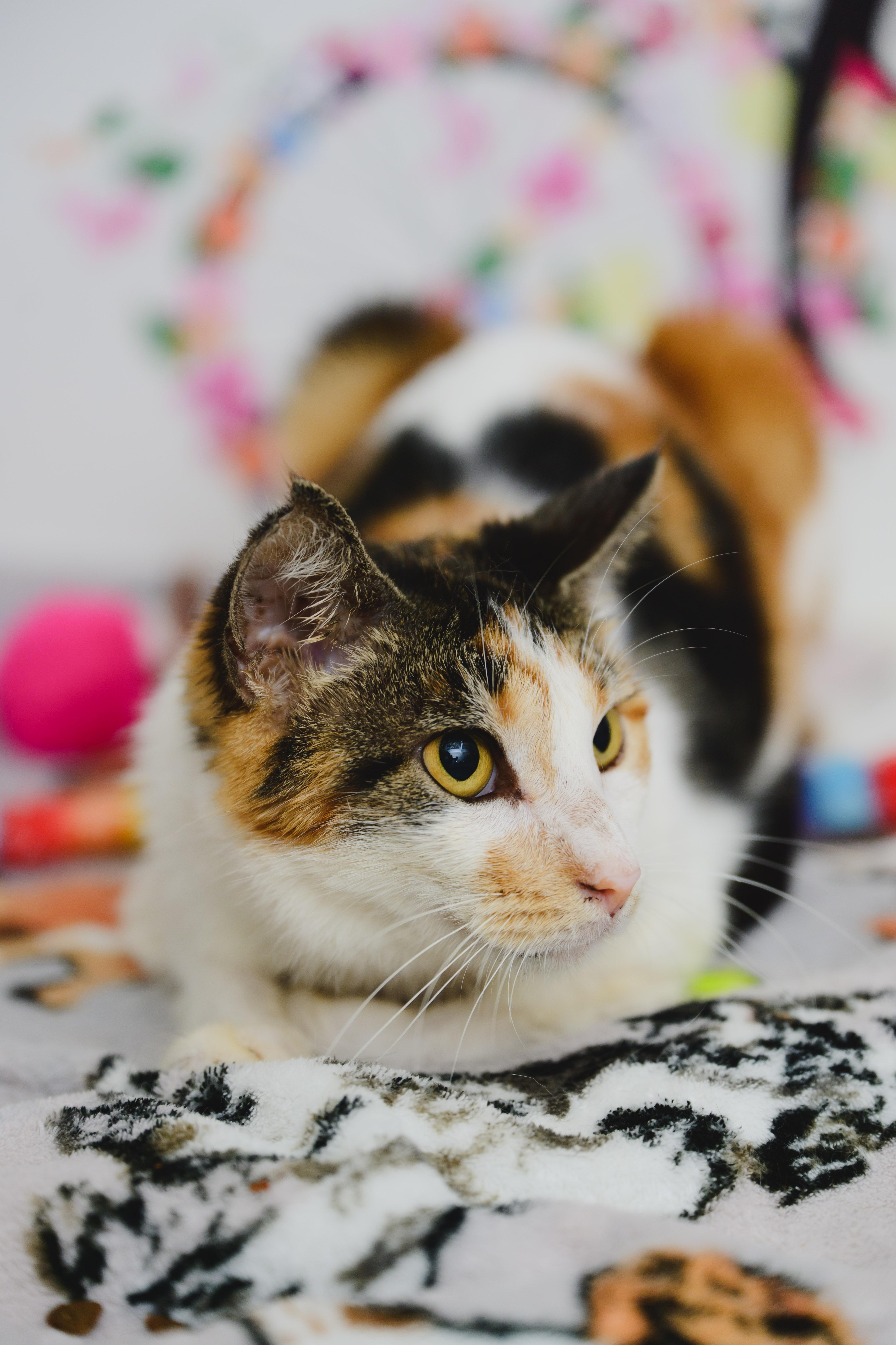 Enlarge Serenity, a Adoptable Domestic Short Hair in Honolulu, HI image 5/6