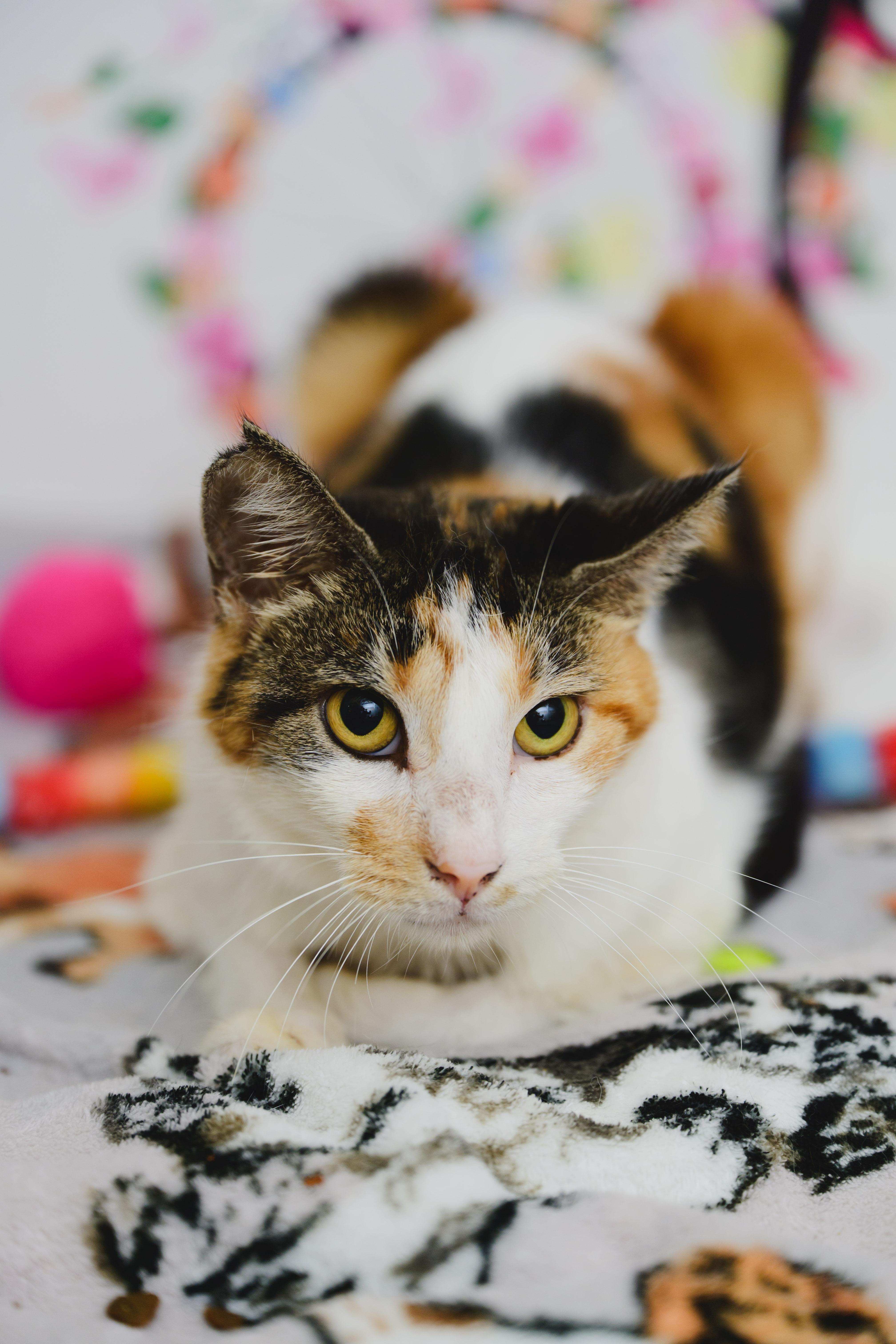 Enlarge Serenity, a Adoptable Domestic Short Hair in Honolulu, HI image 6/6
