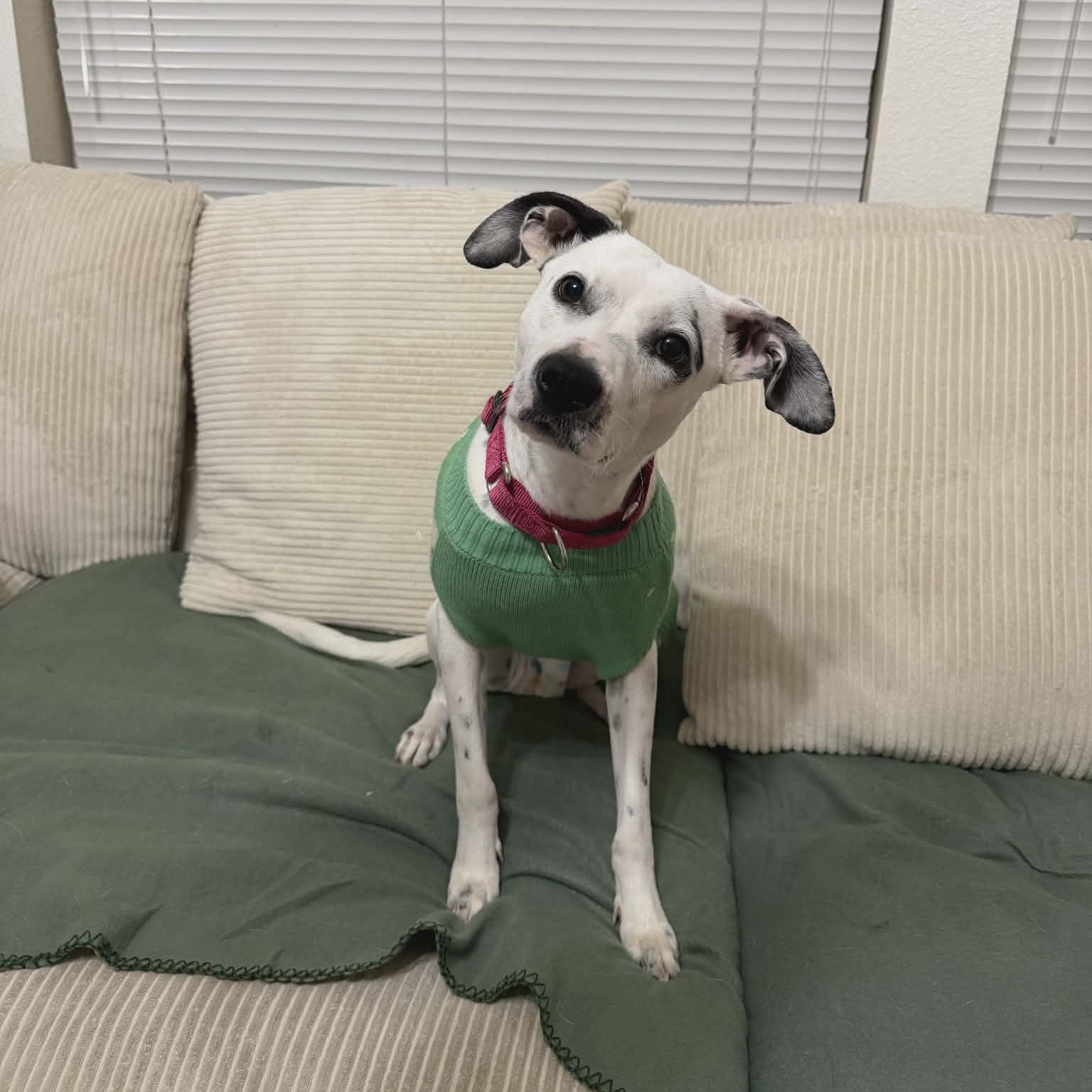 Honey Pie - The Social Butterfly — thumbnail 5