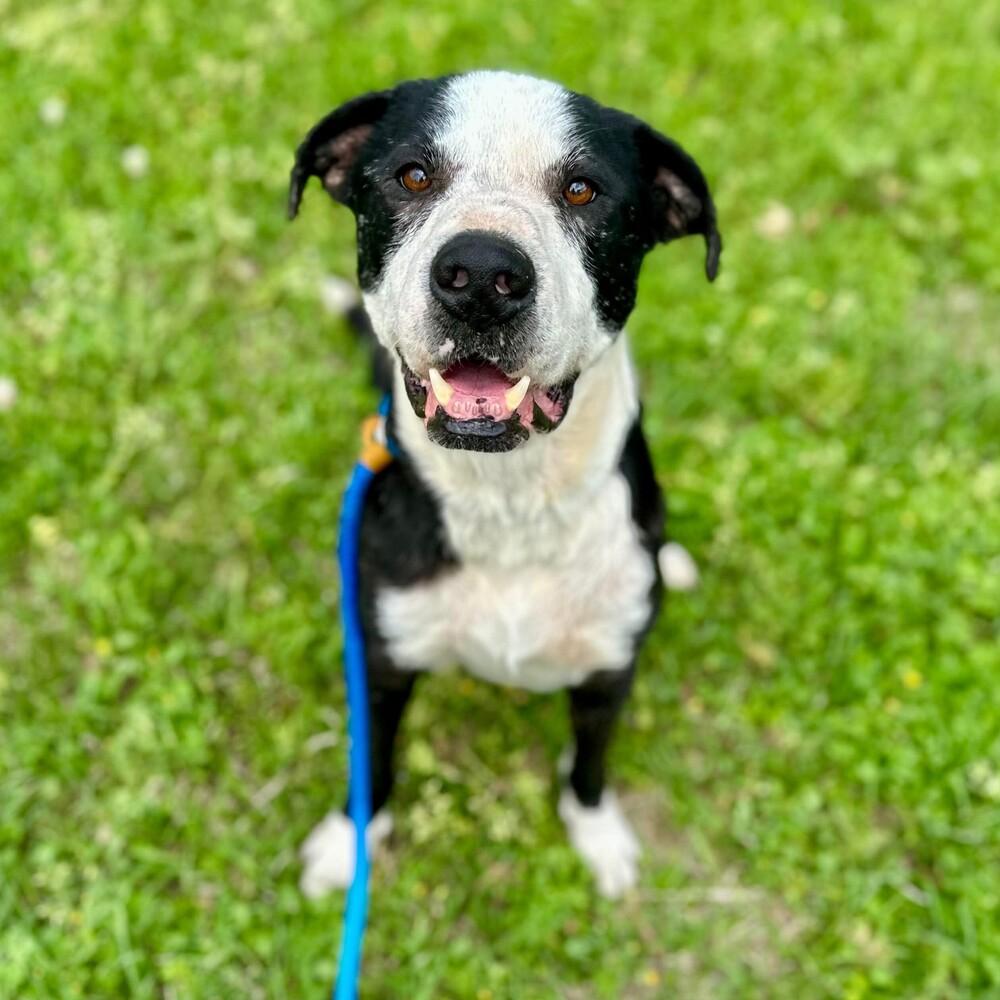 Enlarge Toby Jay, a Adoptable mixed breed in Long Island City, NY image 2/4