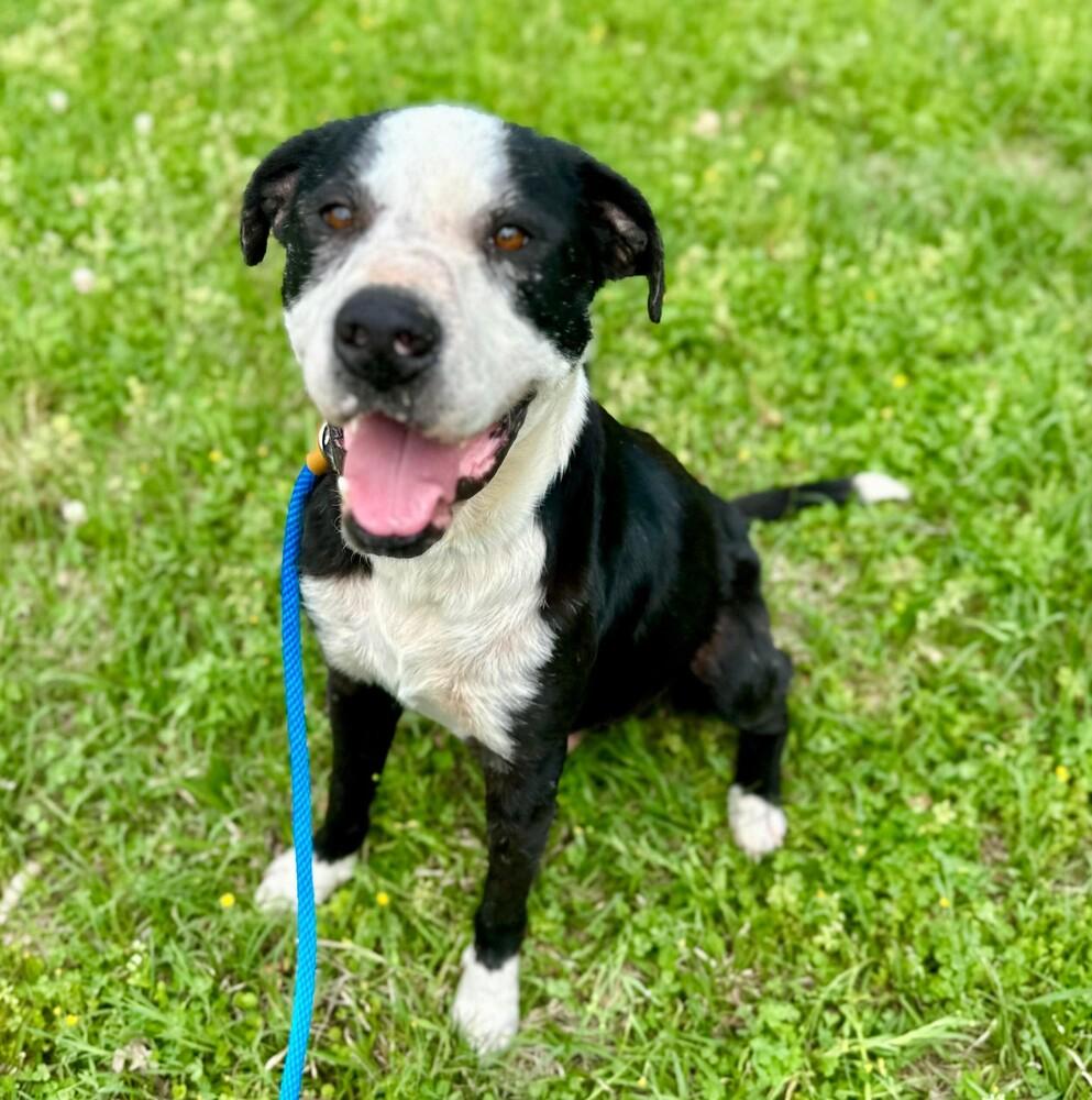 Enlarge Toby Jay, a Adoptable mixed breed in Long Island City, NY image 3/4