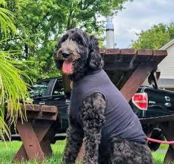 Enlarge Miley, a Adopted Labradoodle in Scottsburg, IN image 1/1