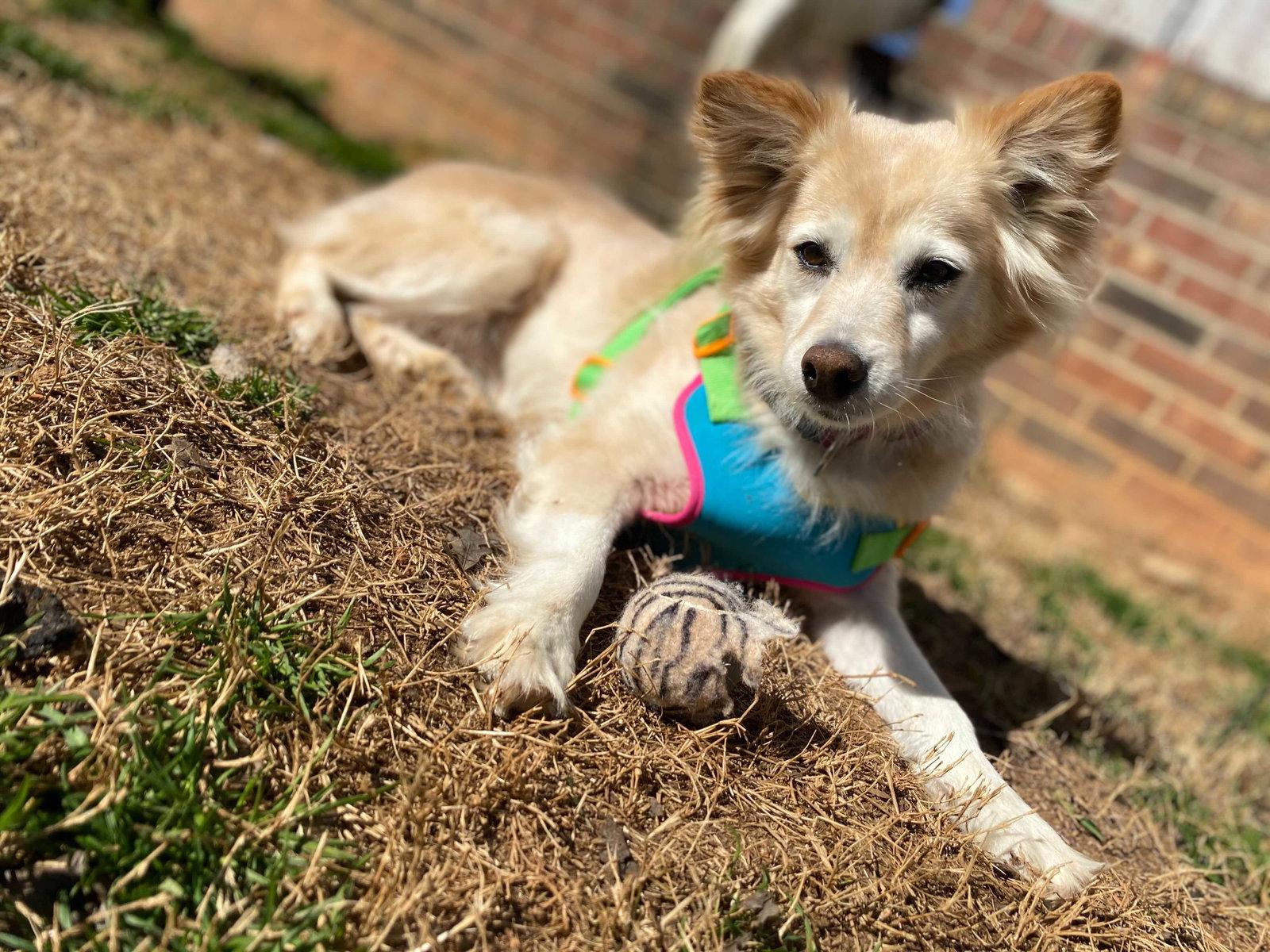 Enlarge Sadie May 26 Bonded to Peanut May 26, a Adoptable Golden Retriever in Pacolet, SC image 1/3