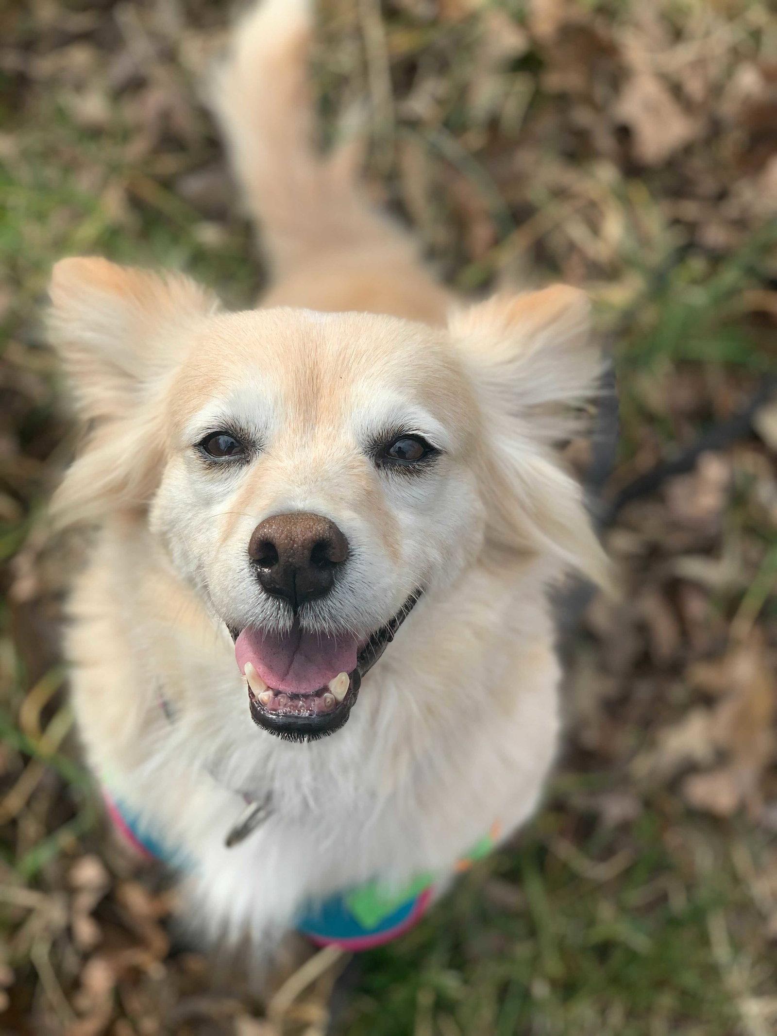 Enlarge Sadie May 26 Bonded to Peanut May 26, a Adoptable Golden Retriever in Pacolet, SC image 2/3