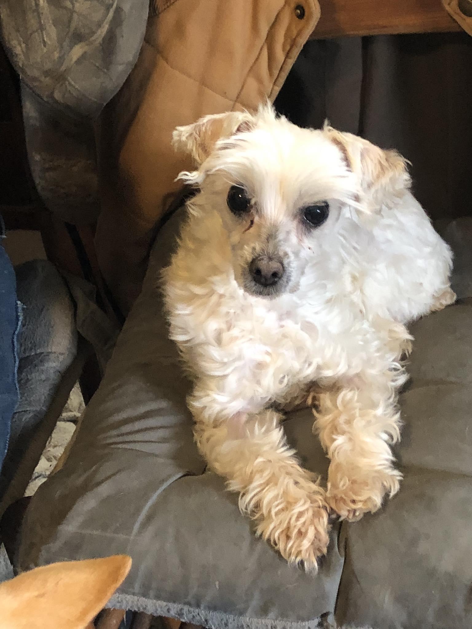 Enlarge Bella, a ADOPTABLE mixed breed in Hillsboro, OH image 1/1