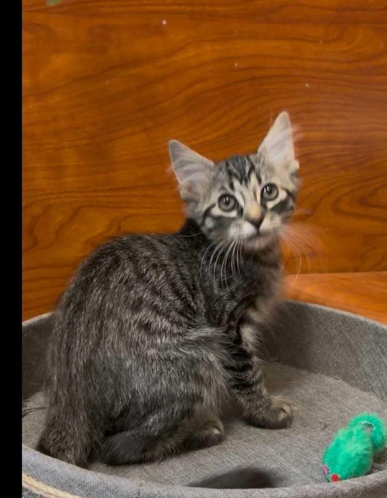 Biscuts, Adopted, Kitten Male Domestic Short Hair.