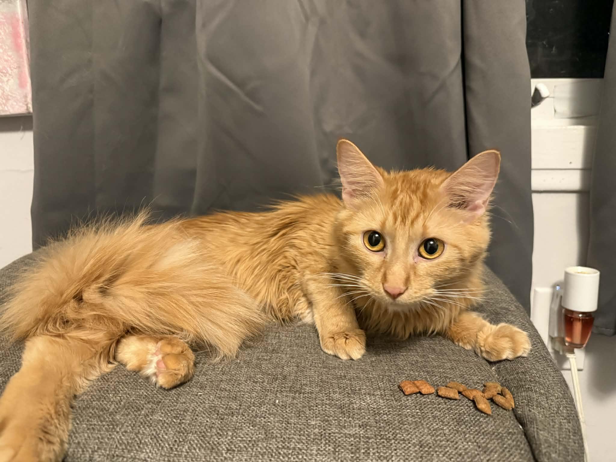 Tinkerbell, adopted, Young Female Domestic Medium Hair.