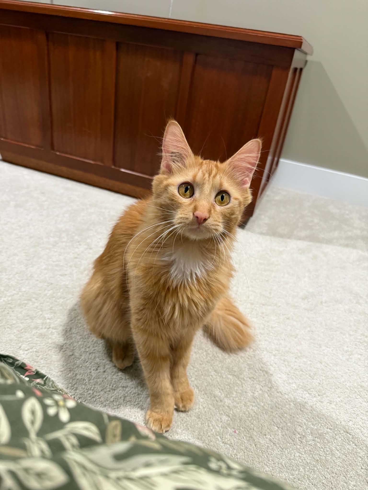 Enlarge Marigold, an adoptable Domestic Medium Hair in Winnipeg, MB image 2/6