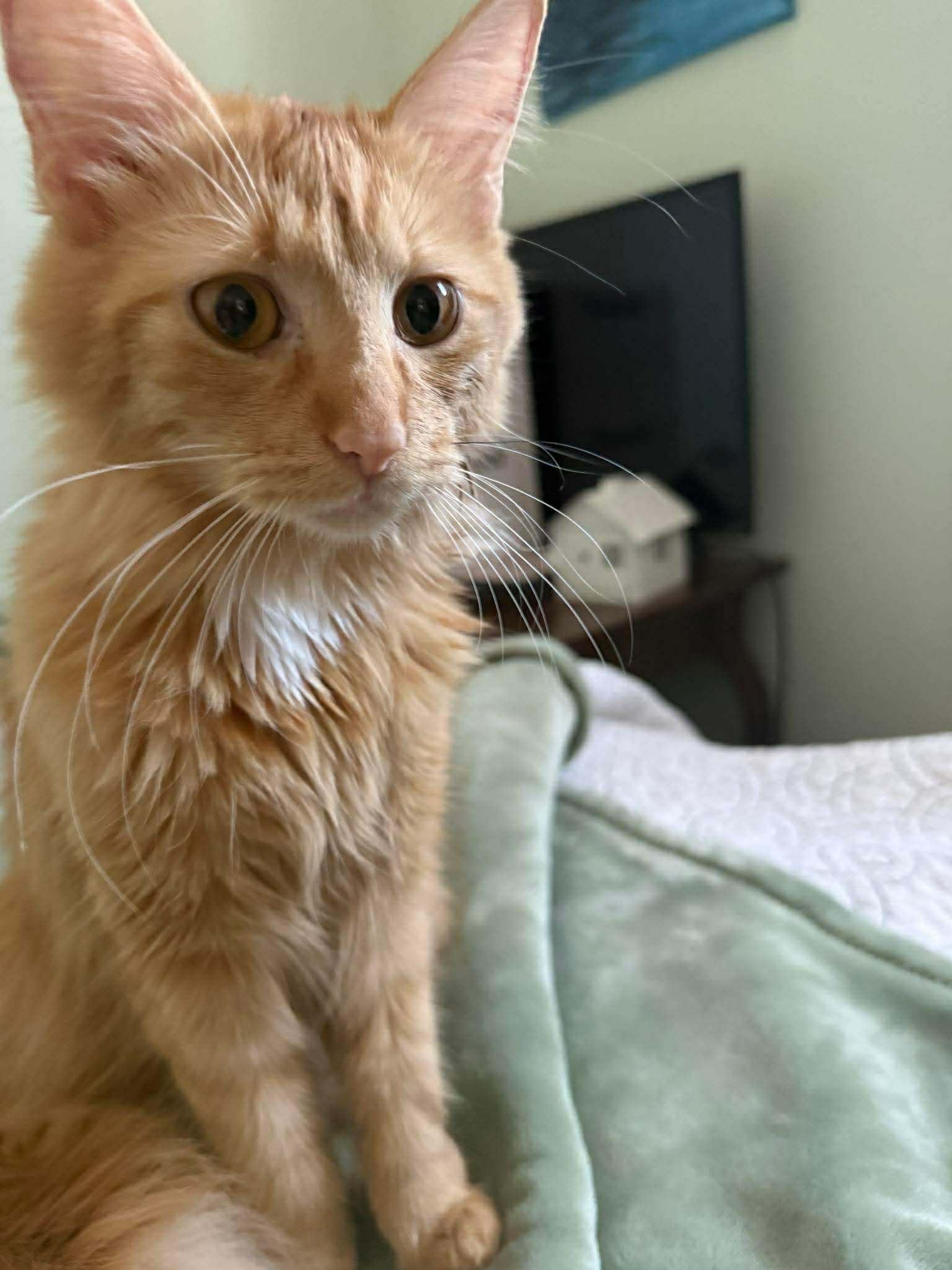 Enlarge Tinkerbell, an adopted Domestic Medium Hair in Winnipeg, MB image 2/4
