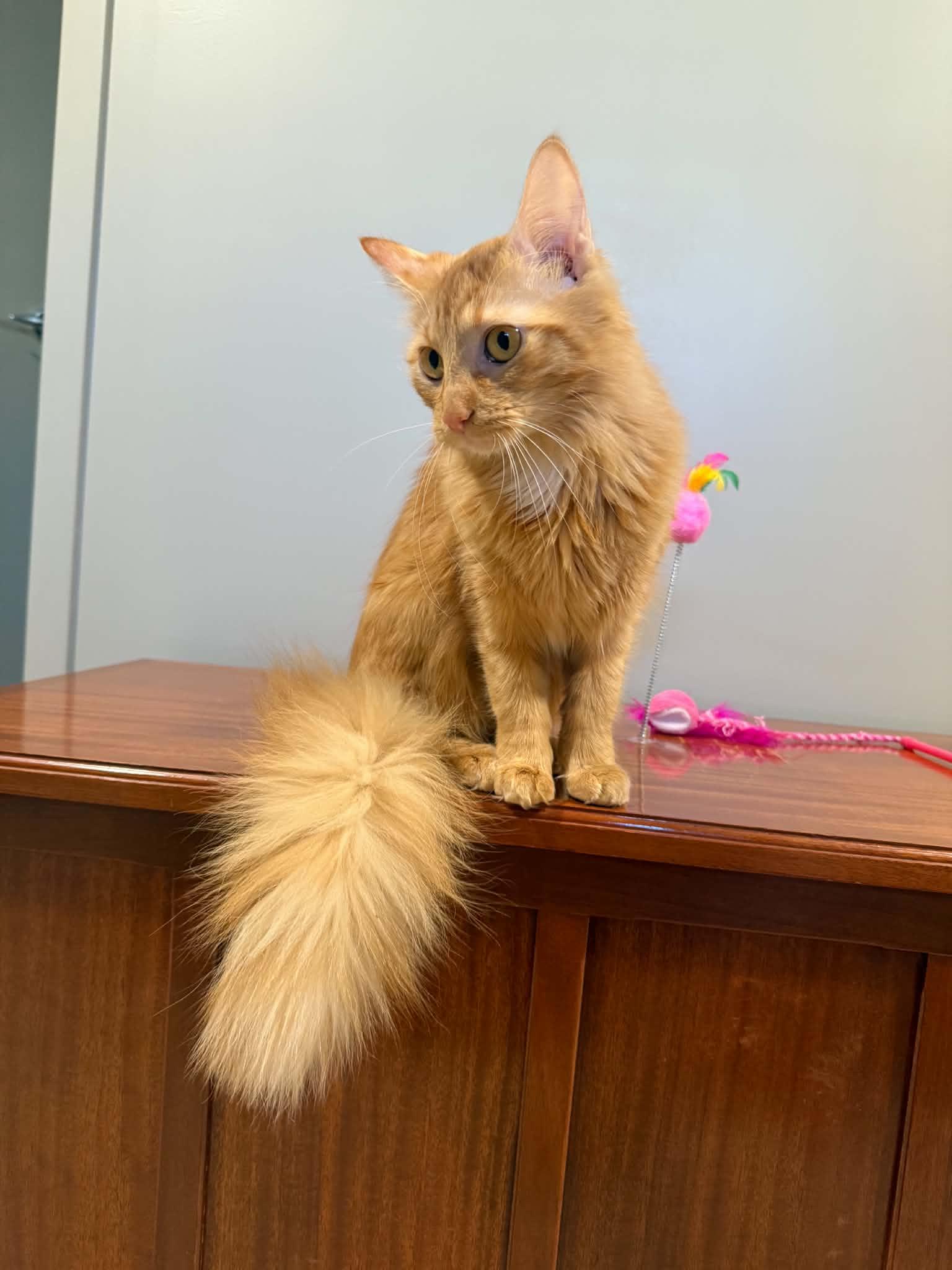 Marigold, adoptable, Young Female Domestic Medium Hair.