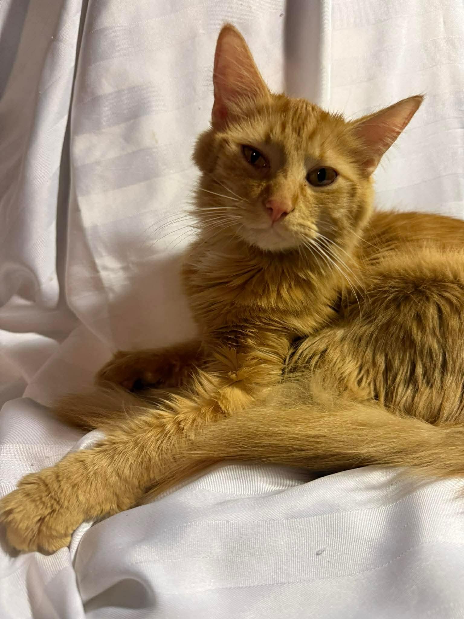 Enlarge Tinkerbell, an adopted Domestic Medium Hair in Winnipeg, MB image 4/4