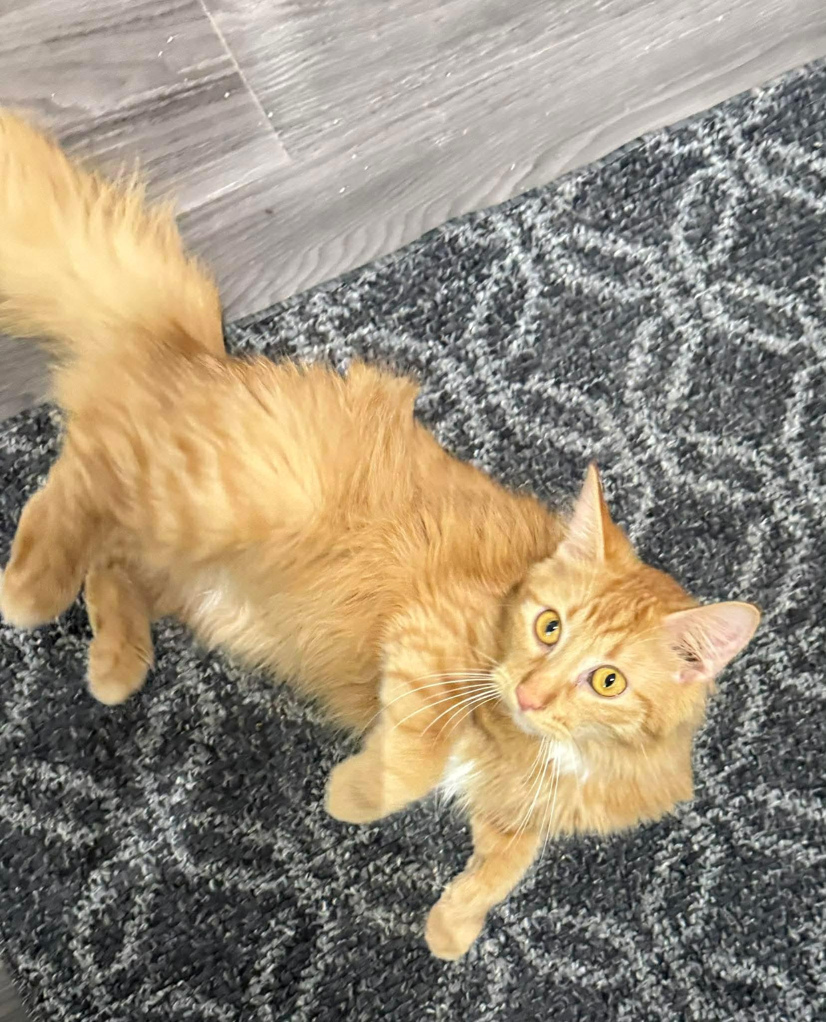 Enlarge Tinkerbell, an adopted Domestic Medium Hair in Winnipeg, MB image 3/4