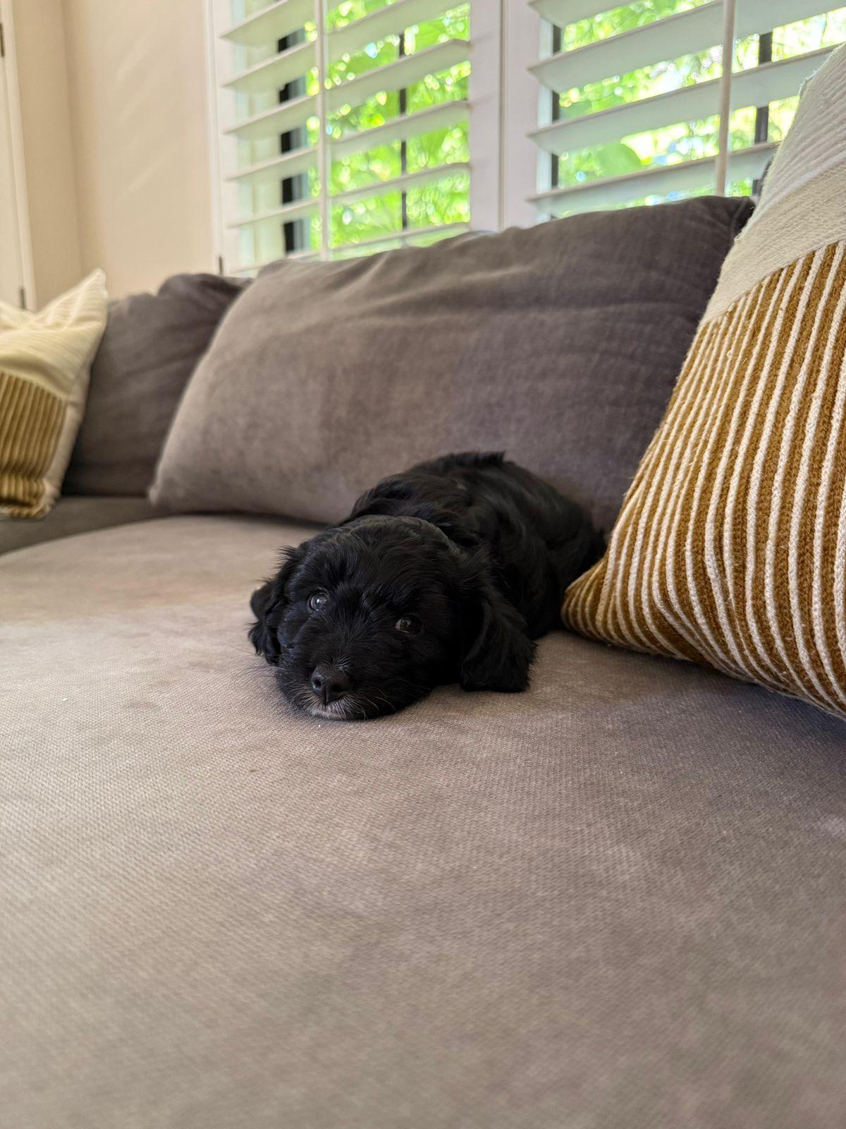 Enlarge Ash, an adopted mixed breed in Los Angeles, CA image 2/4