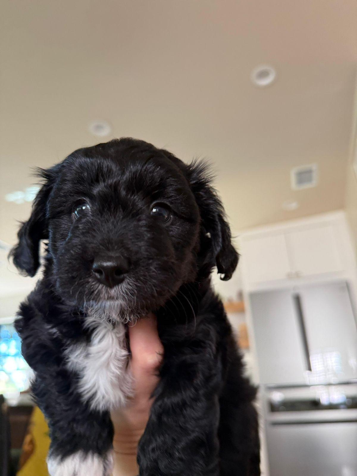 Enlarge Ash, an adopted mixed breed in Los Angeles, CA image 3/4